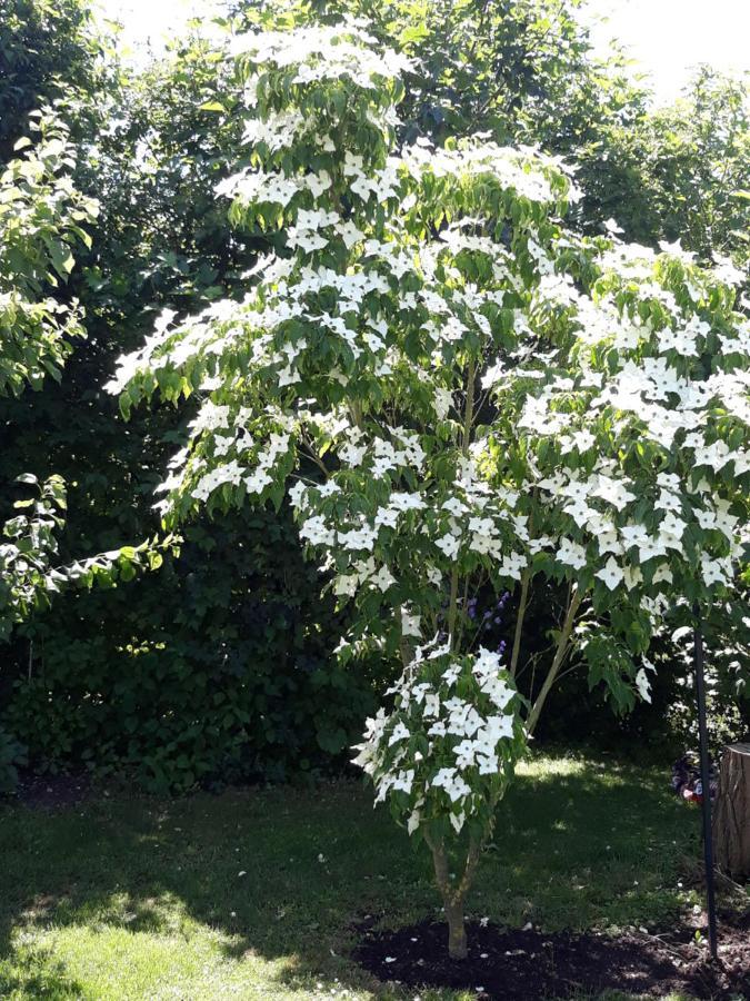 Ferienwohnung Hameln Jasmin Hamelin Eksteriør bilde